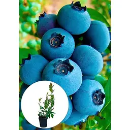 Саджанець Agro-Market Лохина (чорниця садова) Річка (середній термін дозрівання, один з найпопулярніших сортів) 1 шт. в упаковці (46160) - мініатюра 2