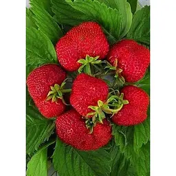 Саджанець Agro-Market Полуниця Хумі Гранде (Humi Grande) 5шт (середній термін дозрівання) (44695) - мініатюра 4