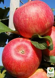 Саджанець Agro-Market Яблуня Бені Шогун (зимовий сорт, пізній термін дозрівання) 1 шт. в упаковці (25745) - мініатюра 3