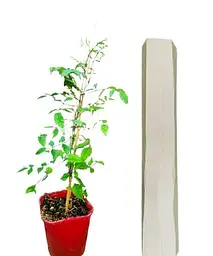 Кампсис вкорінюючий 2-х річний Габор (Campsis radicans Gabor) С2 висота 30-60 см Agro-Market 1 саджанець в упаковці (61503) - мініатюра 2