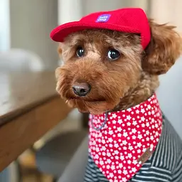 Кепка для собак Hat-Dog Червона вельвет (M) - мініатюра 2