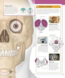 The Skeleton Book. Get to Know Your Bones, Inside Out - мініатюра 3