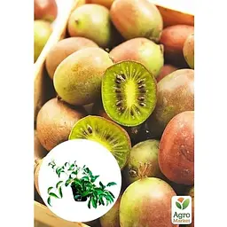Саджанець Agro-Market Актинідія 2-х річна аргута Оригінальна (міні-ківі, морозостійкий сорт) вазон С1 (179780) 1 шт. - мініатюра 2