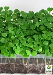 Насіння Agro-Market Мікрозелень Рукола у банці 20 г (45225) - мініатюра 4