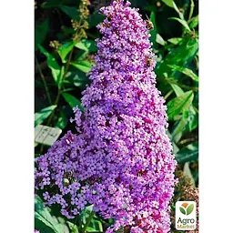 Саджанець Agro-Market Буддлея Gulliver (180439) 1 шт. в упаковці - мініатюра 2