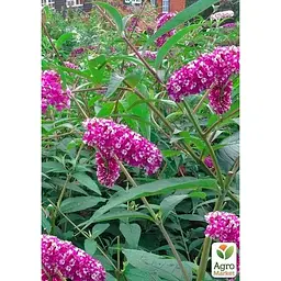 Саджанець Agro-Market Буддлея Давида Berries and Cream (179746) 1 шт. в упаковці - мініатюра 3
