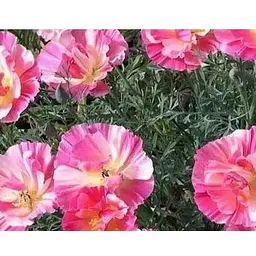 Ешшольція "Яблуневий Цвіт" Весна 0.3г (16033)