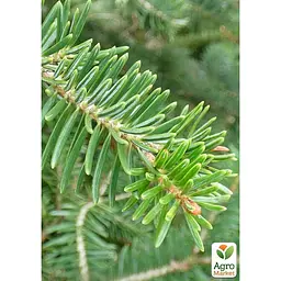 Саджанець Agro-Market Ялиця Віча (Abies Veitchii) горщик P9 (176500) - мініатюра 2