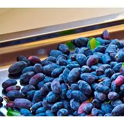 Саджанець Agro-Market Жимолість Карина (ранній термін дозрівання, сорт має відмінну транспортабельність) 1 саджанець (19930) - мініатюра 2