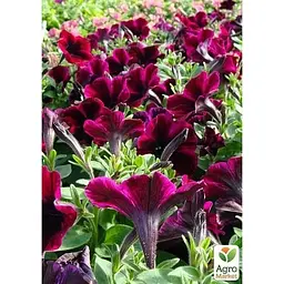 Саджанець Agro-Market Петунія ампельна Sweetunia Johnny Flame (контейнер №10 висота 10-15 см) (49143) 1 шт. в упаковці - мініатюра 2