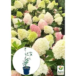 Саджанець Agro-Market Гортензія 3-х річна волотиста Pinkachu (138762) 1 шт. в упаковці - мініатюра 4