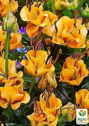 Лілія "Apricot Fudge" (Лілія-троянда) 1 шт (35510) 1 шт - мініатюра 2