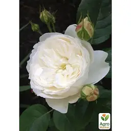 Троянда англійська Agro-Market Фаєр Б'янка саджанець класу АА+ вищий сорт 1 шт. в упаковці (178119) - мініатюра 2