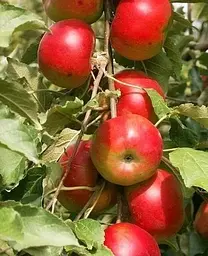 Саджанець Agro-Market Яблуня Діана (25762) 1 шт. в упаковці - мініатюра 2