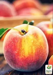 Саджанець Agro-Market Персик Кондор (літній сорт, середній термін дозрівання) 1 шт. в упаковці (35991) - мініатюра 2