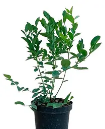 Саджанець Agro-Market Лохина (чорниця садова) 2 роки Пінк Блюберрі (Blueberry) С2 висота 40-50 см 1 саджанець (71768) - мініатюра 2