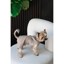 Шорти Pet Fashion Leo для собак S - мініатюра 3
