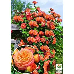 Саджанець Agro-Market Троянда плетиста Aloha (клас АА +) вищий сорт (17401) 1 шт. - мініатюра 2