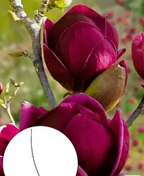 Магнолія Agro-Market щеплена 4-річна гібридна Black Tulip висота 60-80 см 1 саджанець в упаковці - мініатюра 2