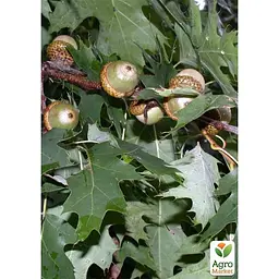 Саджанець Agro-Market Дуб північний Лорд Сноу (швидкозростаючий довгожитель) (177472) - мініатюра 5