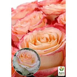 Саджанець Agro-Market Троянда чайно-гібридна Duett (клас АА +) вищий сорт (36001) 1 шт. - мініатюра 2