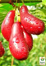 Саджанець Agro-Market Кизил Екзотичний (середній термін дозрівання, великоплідний сорт) 1 шт. в пакуванні (178400) - мініатюра 2