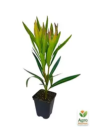 Саджанець Agro-Market Олеандр жовтий Luteum Plenum (вічнозелений кущ, дуже ароматні квіти) (75863) - мініатюра 2