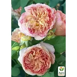 Троянда плетиста Agro-Market Papi Delbard саджанець класу АА+ вищий сорт 1 шт. в упаковці (181183) - мініатюра 3
