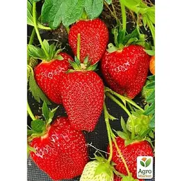 Саджанець Agro-Market Полуниця садова ремонтантна Albion вкорінена в контейнері (184412) 1 шт. - мініатюра 2