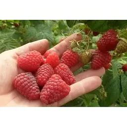 Саджанець Agro-Market Малина Зюгана (Sugana) (один з провідних ремонтантних сортів) 2 шт. в упаковці (17664) - мініатюра 3