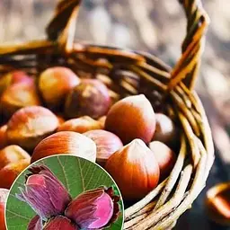 Саджанець Agro-Market Фундук Ламберта (червонолисний, середній термін дозрівання, перехресне запилення, садити по 2 шт) (35538) 1 шт. в упаковці - мініатюра 2