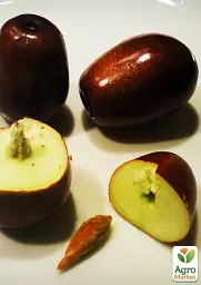 Саджанець Agro-Market Зизифус Та-ян-цзао (ранній термін дозрівання, перехресне запилення, садити по 2 саджанця різного сорту) 1 шт. в упаковці (21392) - мініатюра 4