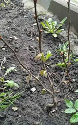 Саджанець Agro-Market Фундук Галле (середній термін дозрівання, перехресне запилення, садити по 2 шт.) 1 шт. в упаковці (24610) - мініатюра 6