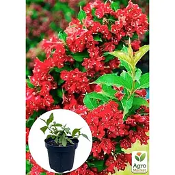 Саджанець Agro-Market Вейгела 2-х річна Red Prince С2 висота 20-40 см (103610) 1 шт. в упаковці - мініатюра 4