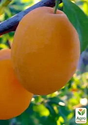 Саджанець Agro-Market Слива Улюблена Млієва (літній сорт, ранній термін дозрівання) 1 шт. в упаковці (39992) - мініатюра 2