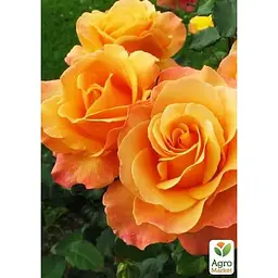 Троянда чайно-гібридна Agro-Market Miracle саджанець класу АА+ вищий сорт 1 шт. в упаковці (38386) - мініатюра 2