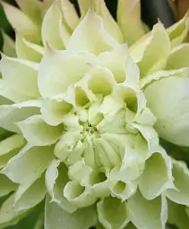 Клематис Agro-Market Yukiokoshi повторноквітучий сорт 1 саджанець в упаковці (15957) - мініатюра 3