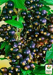 Саджанець Agro-Market Смородина чорна Гоферт (Gofert) ранній термін дозрівання, високоврожайний сорт) 1 шт. в пакуванні (44817) - мініатюра 2
