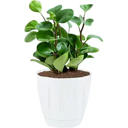 Вазон для квітів Serinova Daisy 22 л білий (20-P00601201-200100) - мініатюра 2