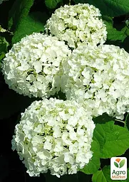Саджанець Agro-Market Гортензія крупнолиста First White (45991) - мініатюра 3