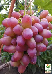 Саджанець Agro-Market Виноград Есаул (середній термін дозрівання, висока транспортабельність) 1 шт. в пакуванні (48714) - мініатюра 2