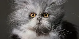 Feline - мініатюра 8