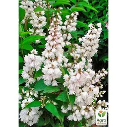 Саджанець Agro-Market Дейція шорстка Pride of Rochester (177265) 1 шт. в упаковці - мініатюра 2