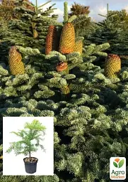 Саджанець Agro-Market Ялиця Маньчжурська 4-літня (Abies holophylla) висота 30-40 см 1 шт. в упаковці (101069) - мініатюра 2