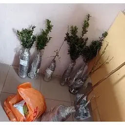 Саджанець Agro-Market Самшит вічнозелений Buxus sempervirens 2-х річний (38114) 1 шт. в упаковці - мініатюра 3