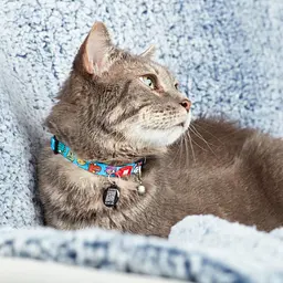 Нашийник для котів Max & Molly Smart ID Collar Little Monsters 22-35x1 см - мініатюра 2