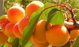 Саджанець Agro-Market Абрикос темно-помаранчевий Мрія (Dream) (канадська селекція, преміальний середньо-ранній сорт) 1 шт. в упаковці (43999) - мініатюра 6