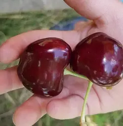 Саджанець Agro-Market Черешня Великоплідна (літній сорт, середньостиглий термін дозрівання) 1 шт. в упаковці (15786) - мініатюра 5