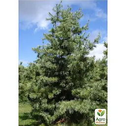 Саджанець Agro-Market Сосна кедрова Armandii (чудовий смак справжніх кедрових горіхів) (50857) - мініатюра 3
