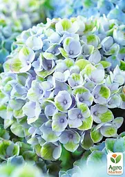 Саджанець Agro-Market LMTD Гортензія крупнолиста квітуча 2-х річна Magical Revolution Blue (25-35см) (62271) - мініатюра 3